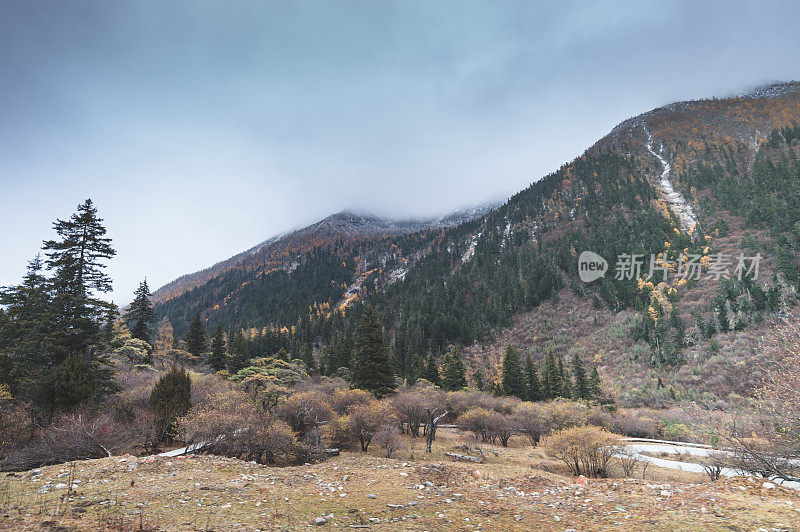 森林和树木景观纹理背景，色彩斑斓的自然景观风景亚丁，香格里拉，中国，西藏山区的秋天