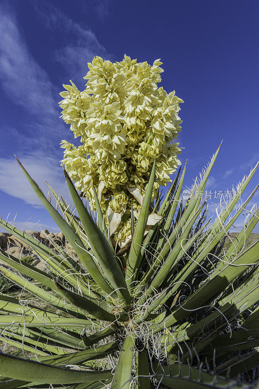 莫哈韦丝兰，丝兰，约书亚树国家公园，加利福尼亚州，莫哈韦沙漠。Asparagaceae