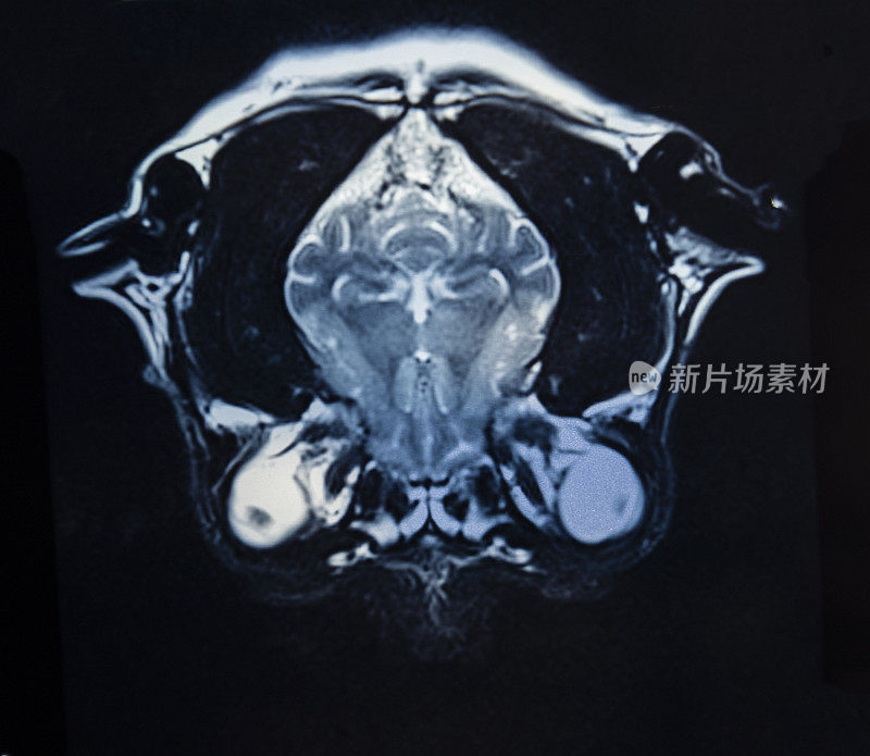 狗的头部核磁共振扫描