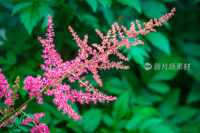 粉色Astilbe