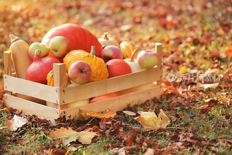感恩节。秋收的水果和蔬菜。南瓜和苹果装在一个木箱里，贴在黄色的树叶上，背景是模糊的秋天花园。秋天的时间