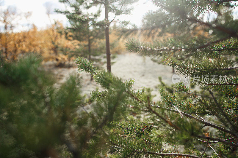 美丽的森林-冻土带，秋天在冻土带。绿色的松枝和地衣在秋天的颜色的背景。动态光。苔原,俄罗斯