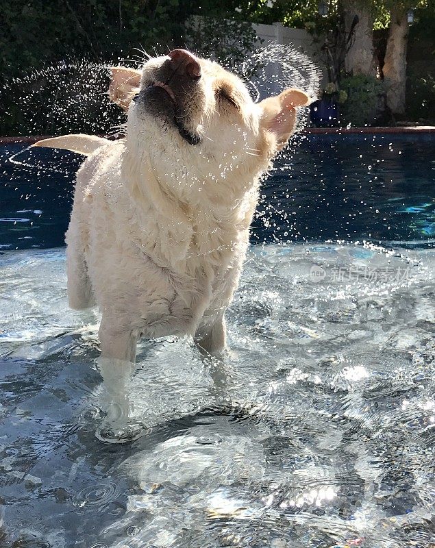 拉布拉多寻回犬