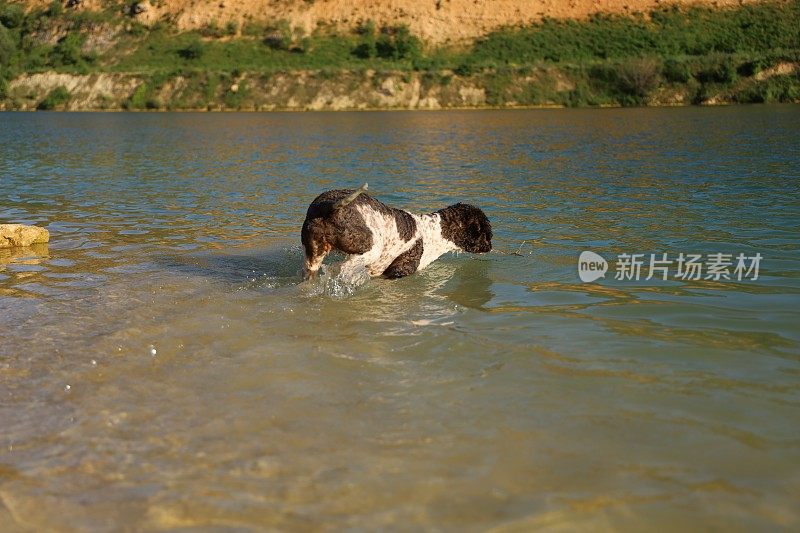 一只母狗在湖里游泳