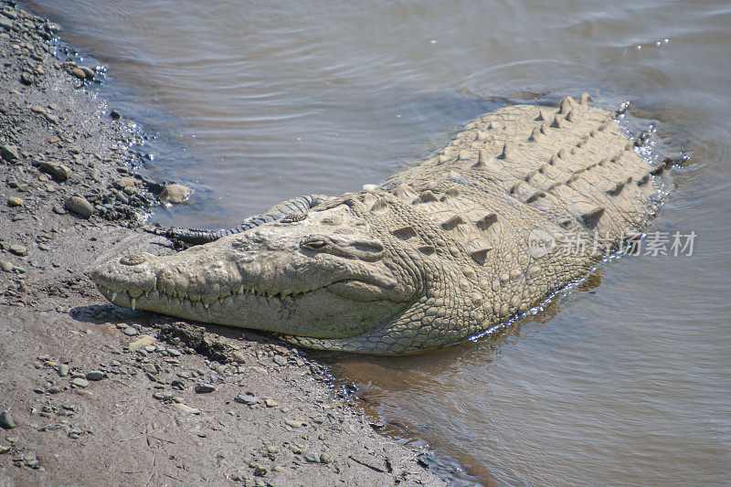 哥斯达黎加的塔科尔斯河鳄鱼