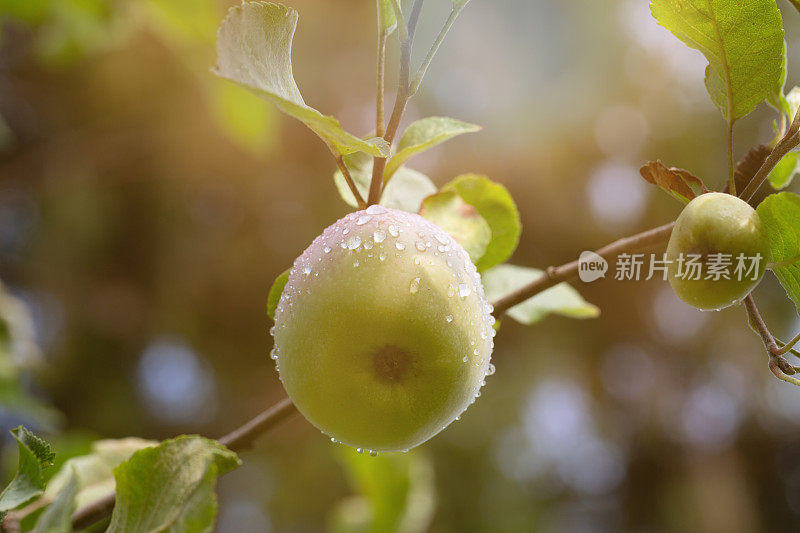 树上的苹果沾满了雨滴