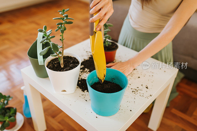 在客厅里移植一株植物