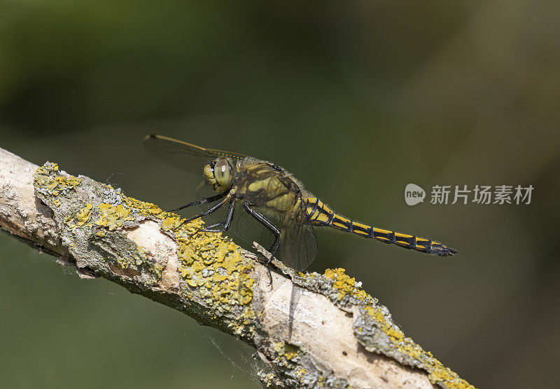 黑尾蜻蜓