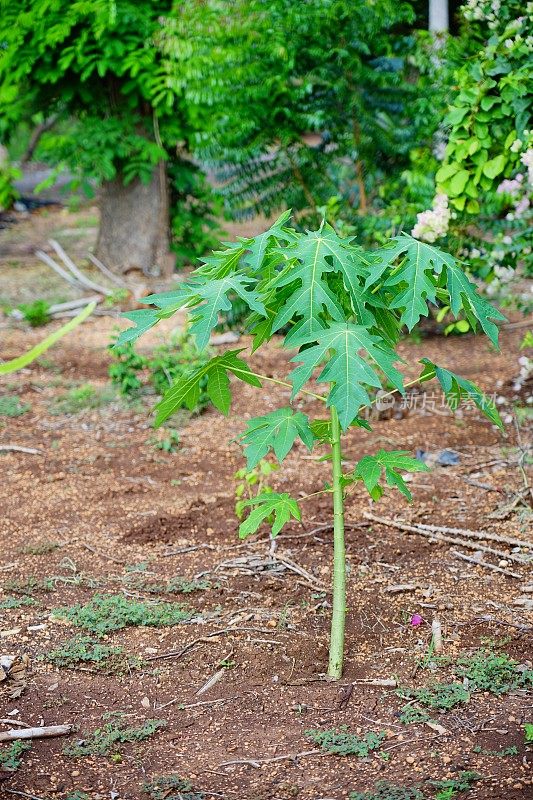 在花园里种一棵小木瓜树