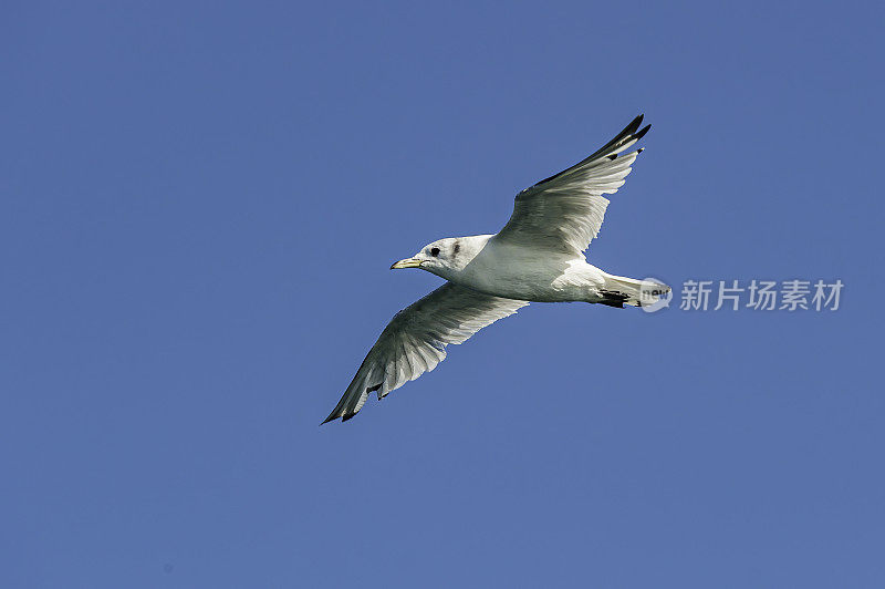 黑腿基蒂威克，三趾隼，冰川湾国家公园;阿拉斯加。一个少年飞行。