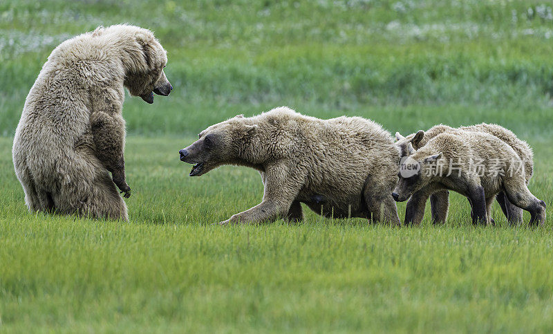 两只母熊，一只在保护她的幼崽。阿拉斯加半岛棕熊，北极熊，在阿拉斯加卡特迈国家公园的哈罗湾。