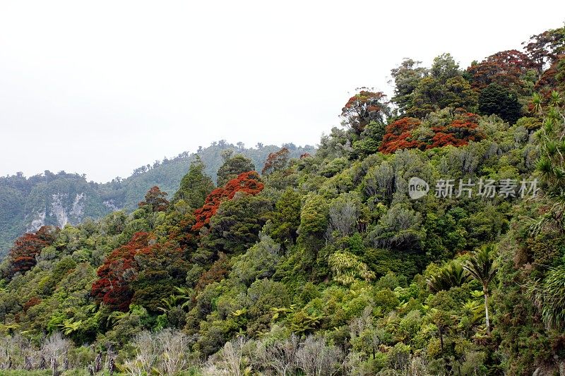 狗仔队国家公园在布卢姆，新西兰西海岸