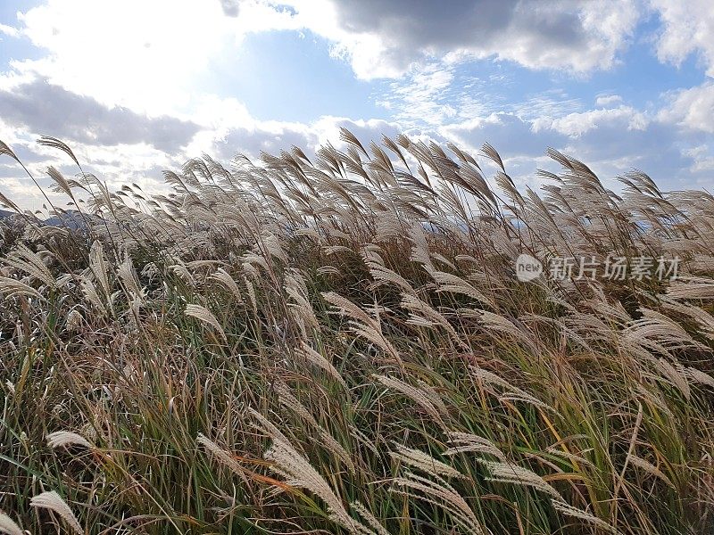 韩国济州岛秋芦苇