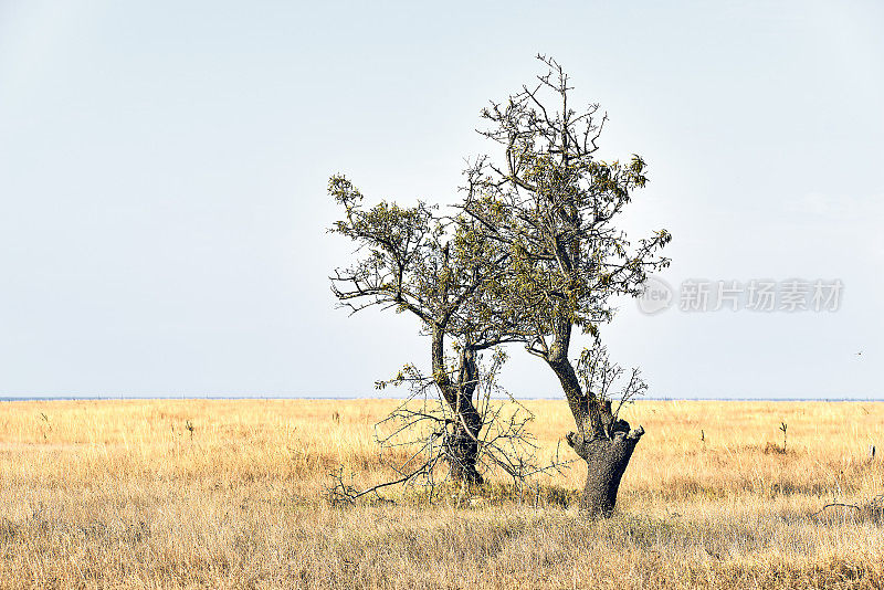 风景与美丽的抽象树在干燥干旱地区与干草在克里米亚。蓝色的多云的天空