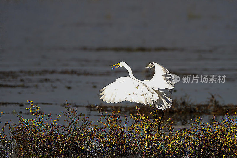 大白鹭