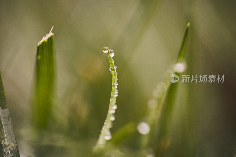 草地上的晨露