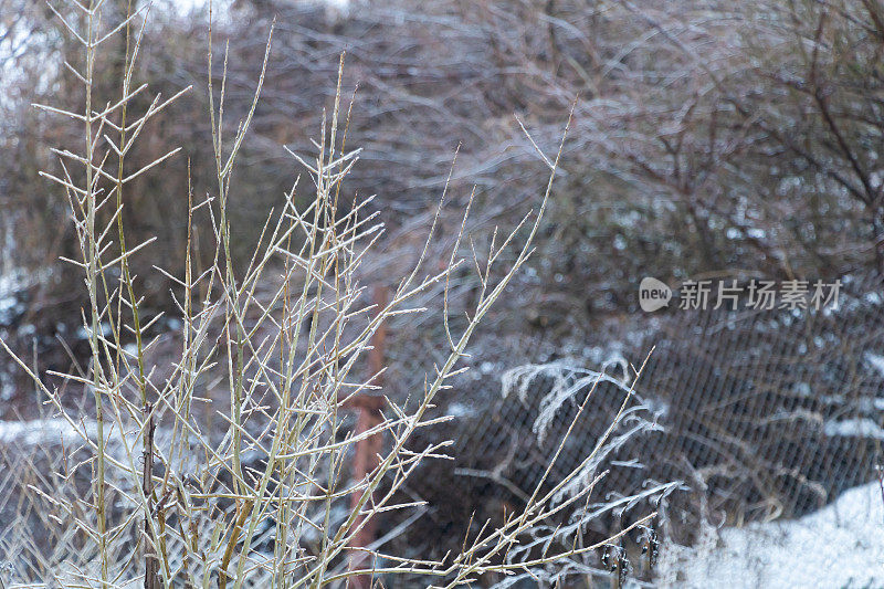 冬天的石榴树上结了冰。抗寒性文化
