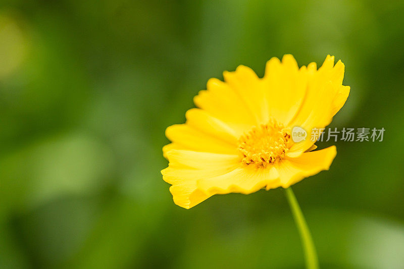 黄花的特写