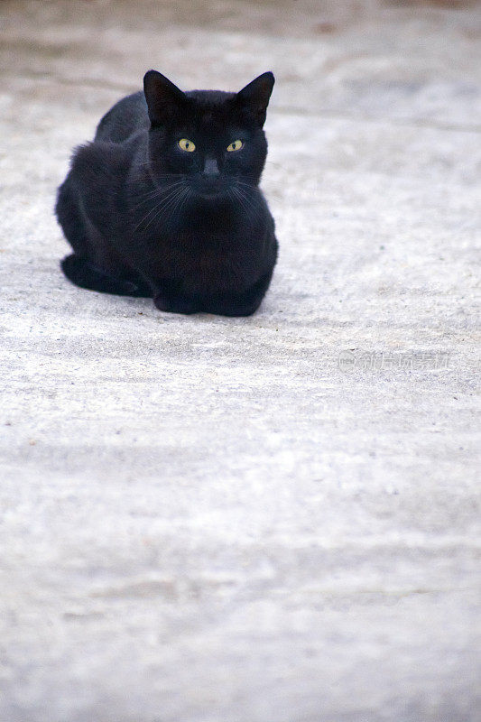 美丽的黑猫在白色的地板上。