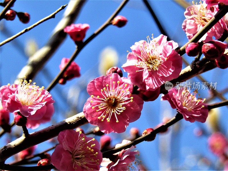 日本。2月。梅花。