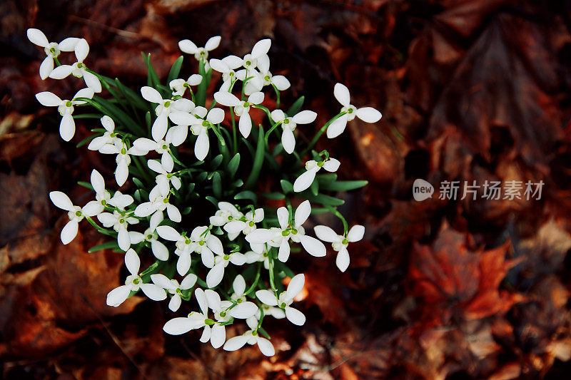 春天的雪花莲