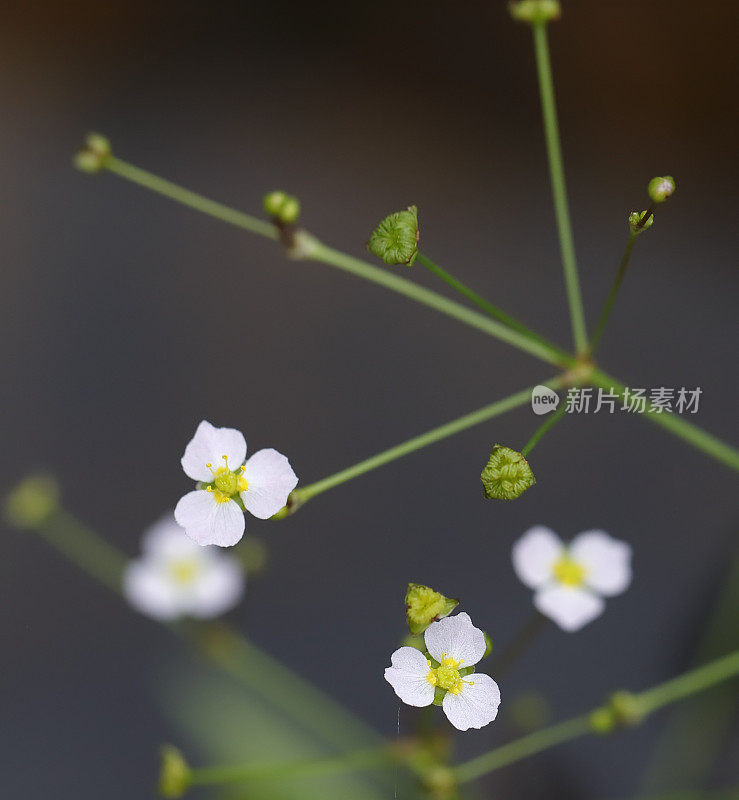 细叶水车前草