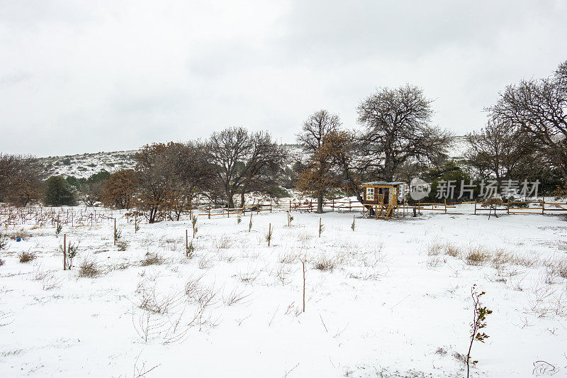 雪和树屋