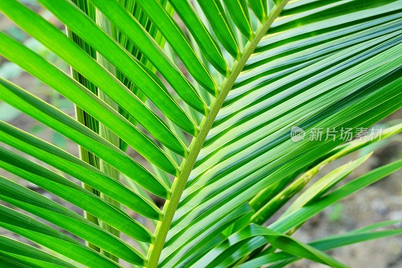 热带椰子叶