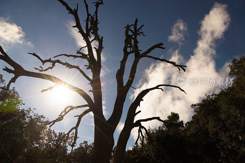 马略卡岛巴利阿里群岛的树骨架