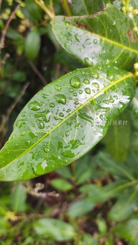 小雨打在树叶