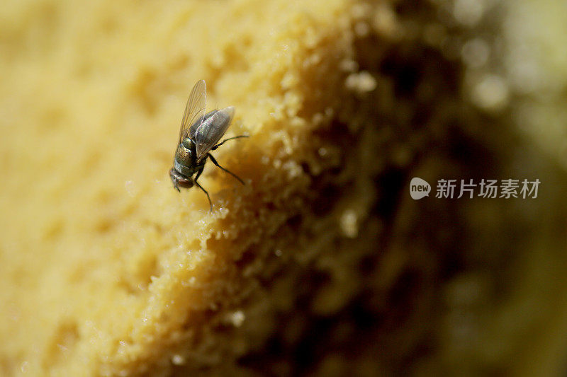 腐烂食物上的苍蝇