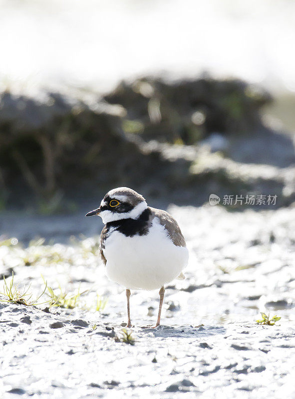 小环鸻(小环鸻)