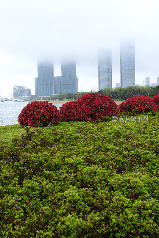 中国山东省日照市，花儿在春雨中绽放