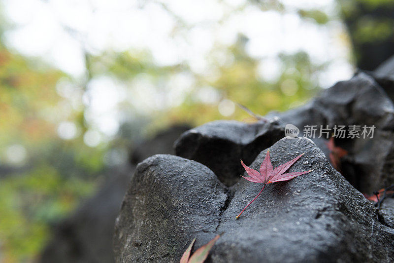 秋天，枫叶落在岩石上