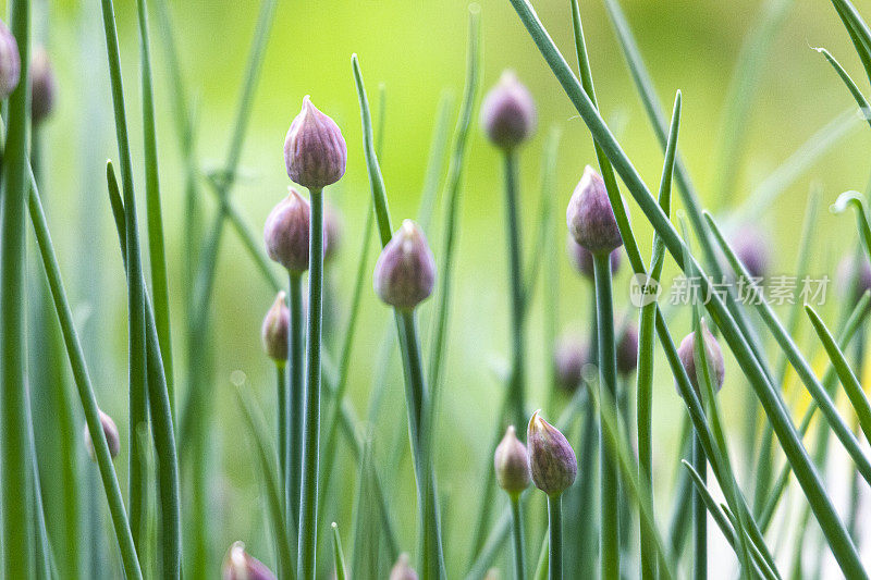 韭菜(葱)即将开花