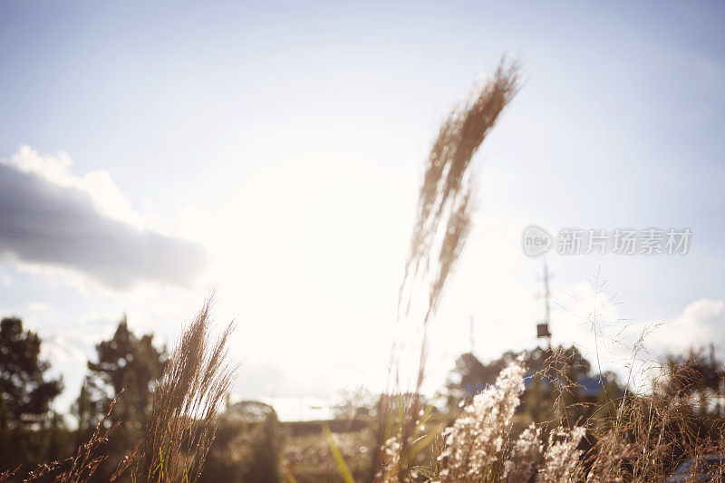 树叶在美丽的下午与阳光在夏天。阳光穿过树叶。