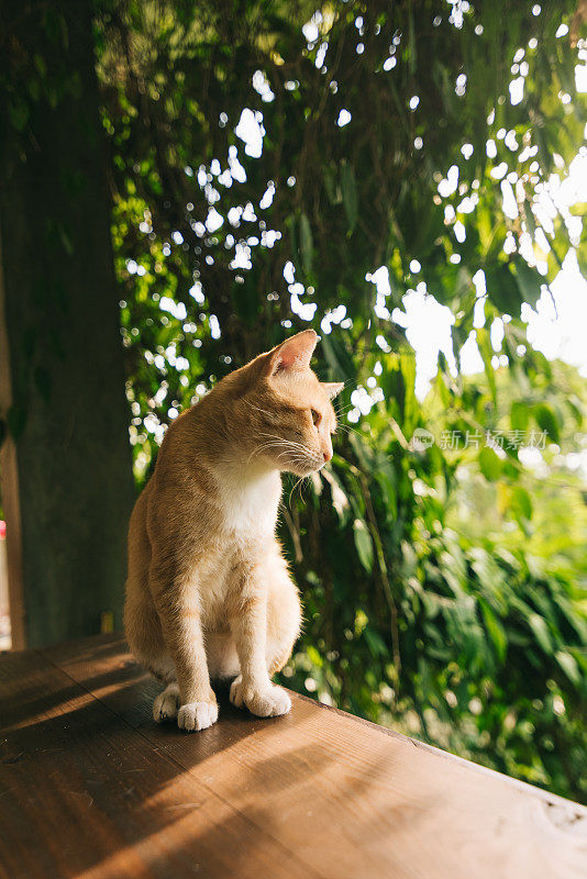 这只懒惰的橙色猫正在桌子旁睡觉