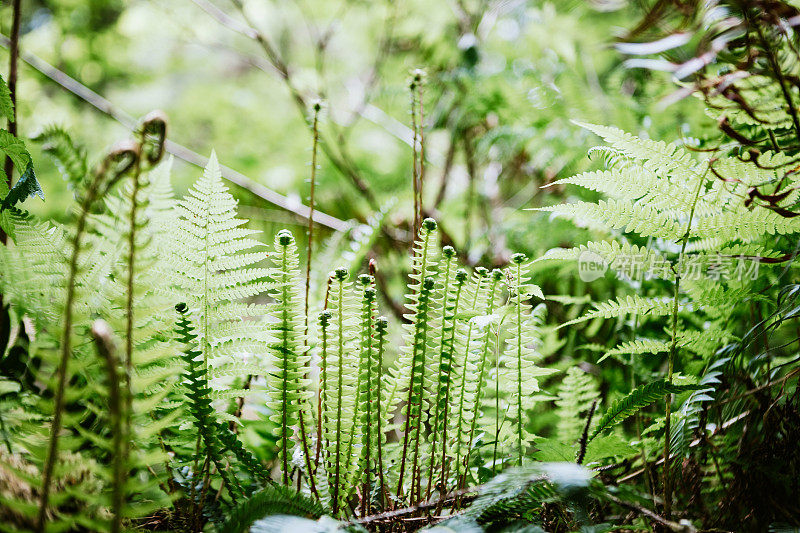 蕨类植物为Hoh雨林创造了愉快的视觉背景