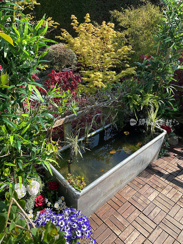 近景花园树屋露台阳台在夏天柚木甲板瓷砖，镀锌，锌槽池塘与太阳能喷泉泵和shubunkin金鱼，周围盆栽开花植物