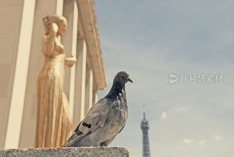 鸽子独自坐在巴黎特罗卡德罗广场的一座金像旁边