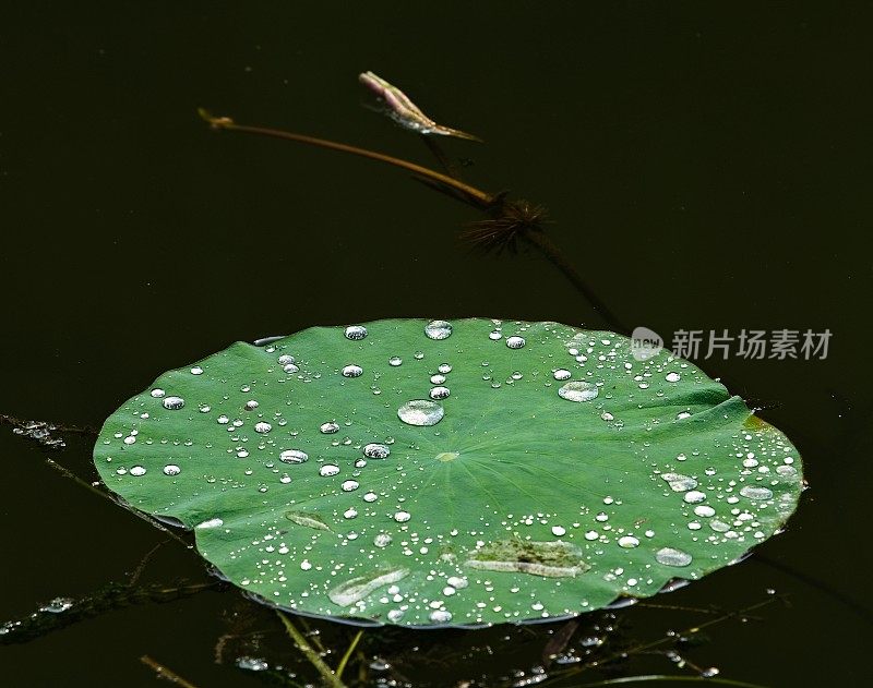 雨后莉莉的叶子