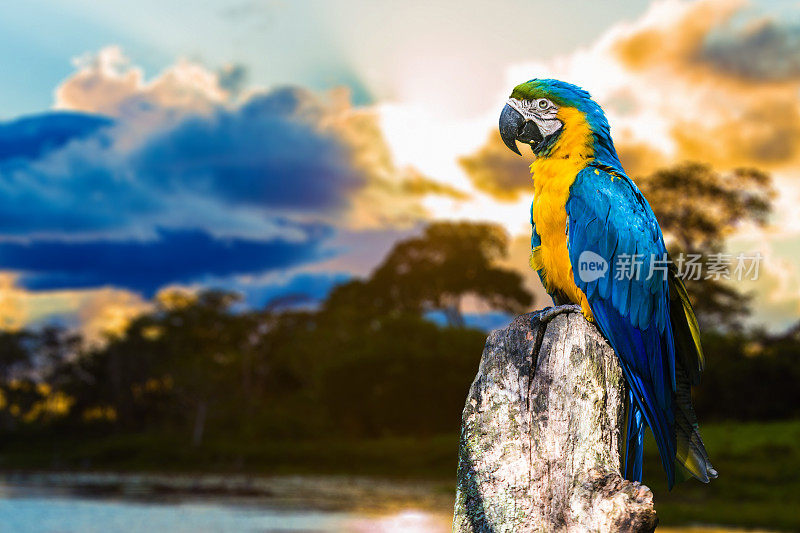 蓝黄金刚鹦鹉(Arara)在潘塔纳尔，巴西