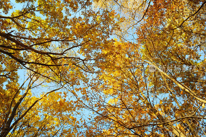 树枝和黄色的秋叶映衬着蓝色的天空