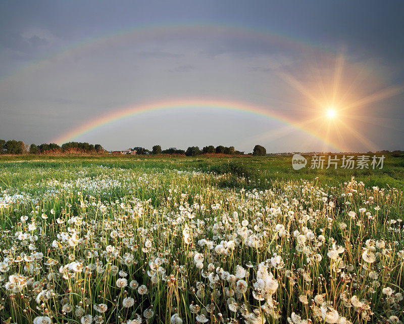 彩虹掠过鲜花盛开的田野