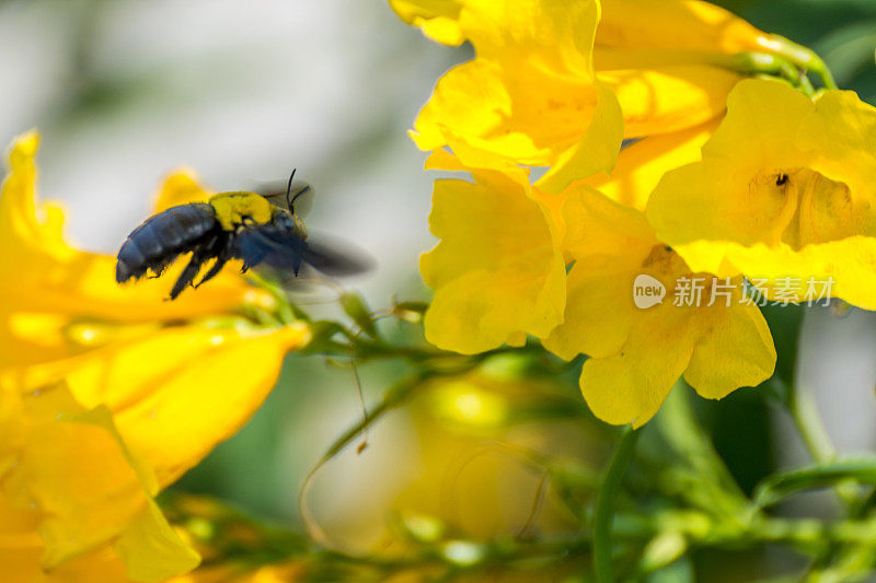 蜜蜂宏(大黄蜂)