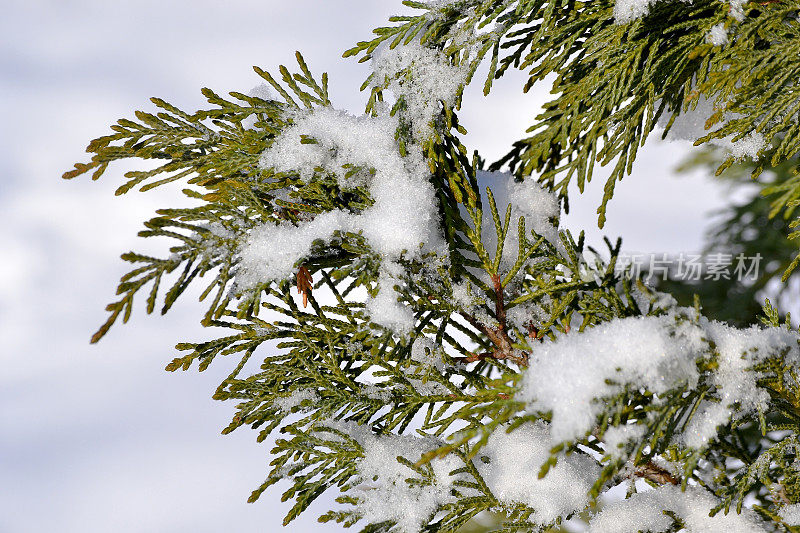 冬天青松枝上的雪