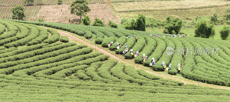 一群采茶工人在种植园里采摘茶叶