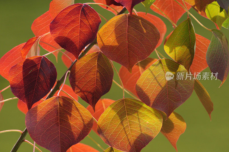 秋天的中国牛油树