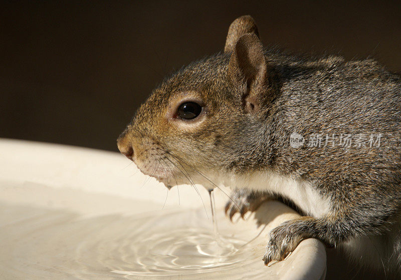 松鼠饮用水