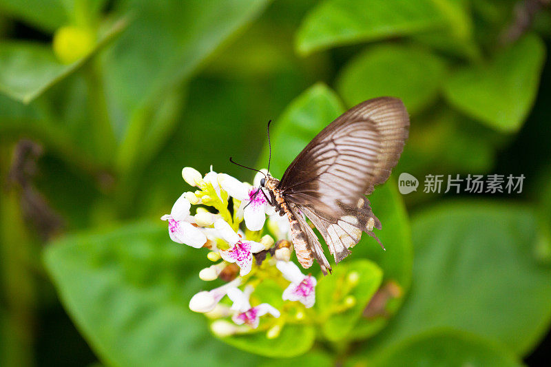 采集花蜜